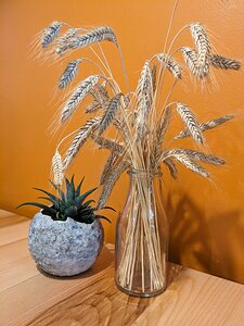 20231104_PXL115330290_Pixel7a-JEB